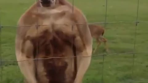 Muscular kangaroo wrestler funny video