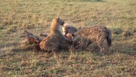 Hyena Feeding Frenzy: Nature's Brutal Reality😮😯