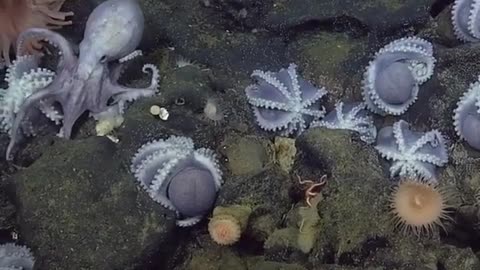 Amazing deep sea view of a silver octopus swimming