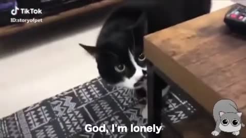 Crazy! These Cats talking can speak english better than hooman