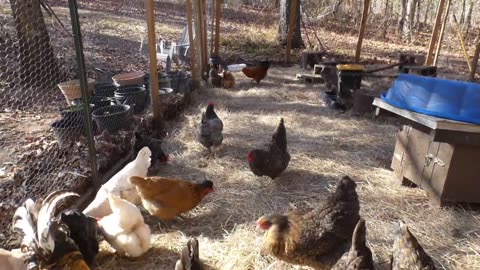 Chickens give a review of Frosted Pumpkin Pie Pop Tarts.
