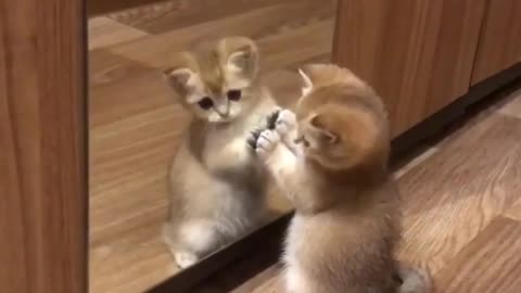 Funny animal videos|Cute animal videos |Funny dog&cat videos|Hilarious pet videos|Funny video