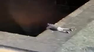 A man at the 9/11 memorial drops down to where the water flows.