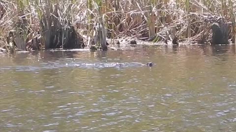 River Otter Pair in Florida's Springs