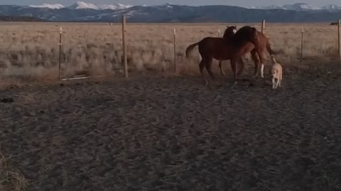 My young horses want to play with the dogs