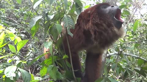 Hear a male howler monkey roar