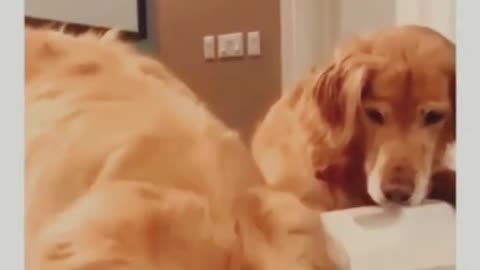 Funny dogs reaction