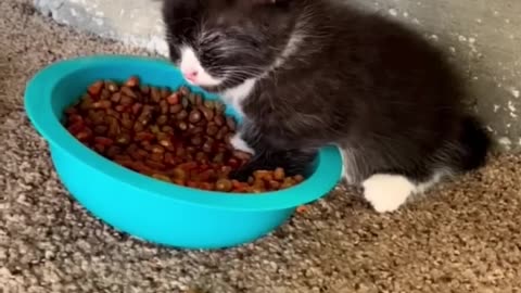 Cat funny🤣 video