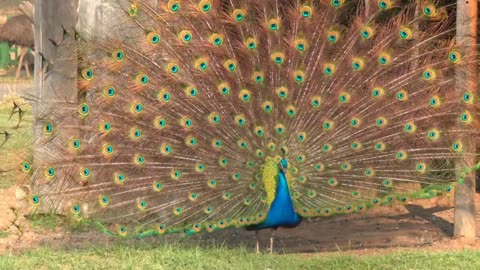 Beautiful Peacock And It's feeding