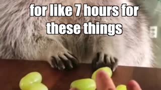 Raccoon eating grapes