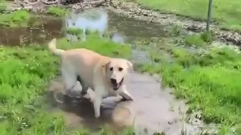 Blind dog cute reaction to finding a puddle.