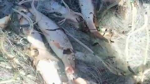 The big river fish that came from the net are jumping around alive