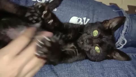Cute and loving little black cat