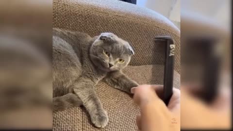 Funny cats😹, Don't try to stop laughing😹- Funniest cats ever