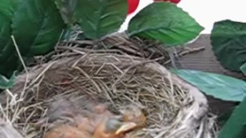 3 DAYS OLD BABY BIRDS ll ROBINS