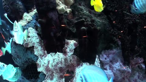 Ambient Fish With Music & Aquarium Sounds
