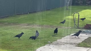 More happy crows after the rain