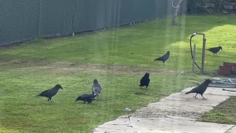 More happy crows after the rain