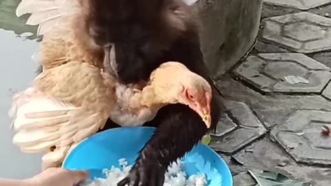 Sharing rice between monkey and chicken #FUNNYANIMAL