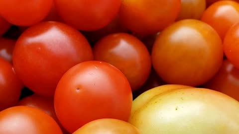 Harvesting Cherry Tomatoes 2023