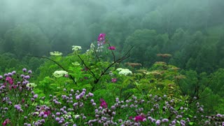 Rain Sounds with Tibetan Singing Bowls and Birds chirping