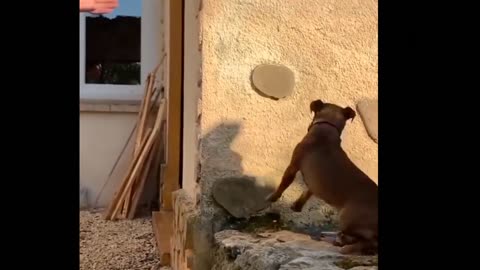 The throw of this dog is amazing