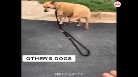 Dogs vs other Dogs🤣 funny dogs you can't stop laughing 🤣 watch this