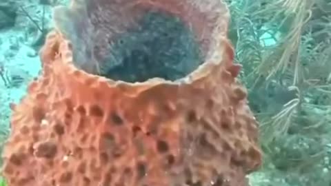 This is how sea sponge pumps water out