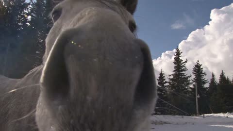 White and Gray Horse Sniffing the Camera