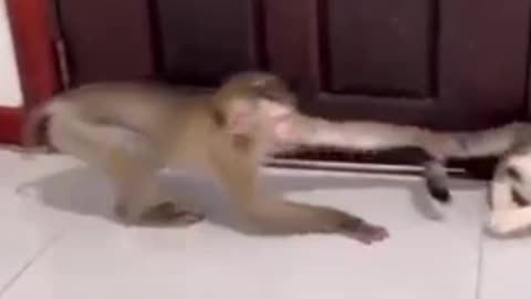 cat and monkey funny fighting