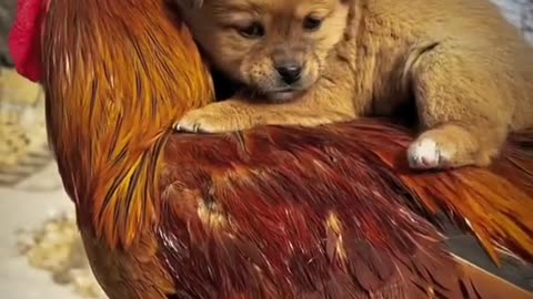 Funny animals pets videos