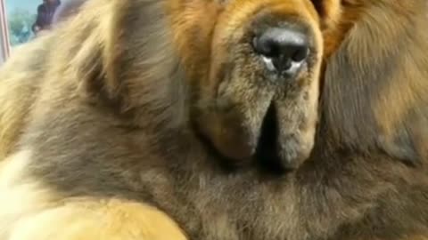 World's Biggest & Deadliest Dog #shorts #shortsfeed #tibetanmastiff #dogs