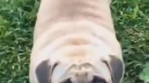 This Smiling Adorable Dog Will Make Your Day
