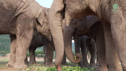 The Delicious Sounds In The Mouth Of Elephants Eating A Variety Of Food - ElephantNews