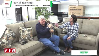 Pet of the Week: Meet Ripp -.HumaneSocietyofBlueRidge.org