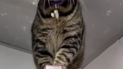 super funny cat 🐈