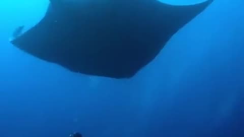 giant oceanic manta