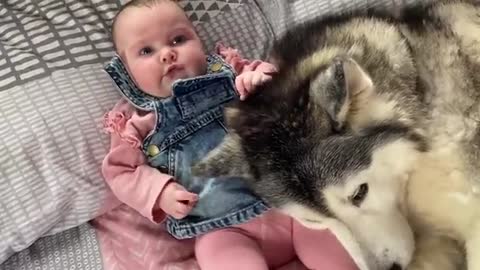 Attempting to feed my newborn baby with 3 needy huskies!!