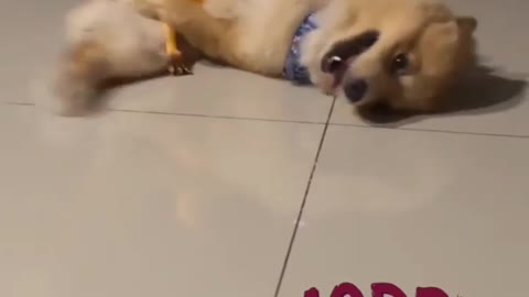 Dog funny Reaction🤣🤣🤣😆😆