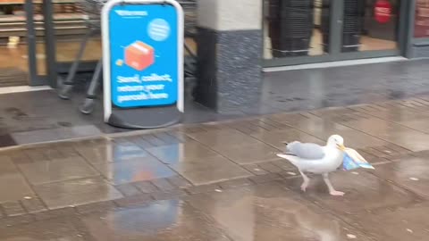 Seagull Enter a Store take a sandwich