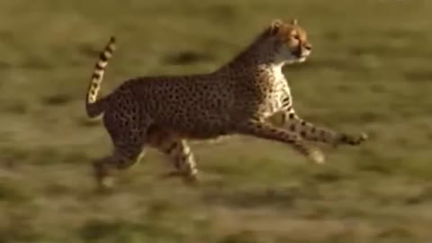 world,s fastest animal