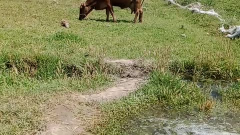 Beautiful cow in pool water 💦💦💧💧