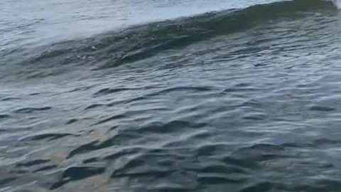 A giant gator made a wave so big it almost knocked me off.