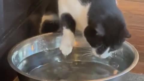Outdoor Cat Has No Idea How To Drink From Water Bowl