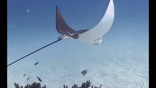 Awesome eagle Ray