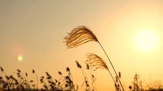 silver grass at sunset