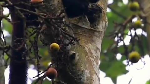 Meet the mysterious squirrel nibbling on its food #malayan #giant #squirrel