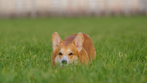 Corgi dog runs in the grass