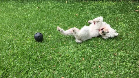 Very nice dog playing ball