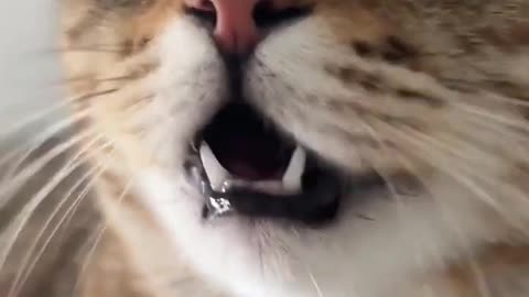 Kitten meowing to attractive cats